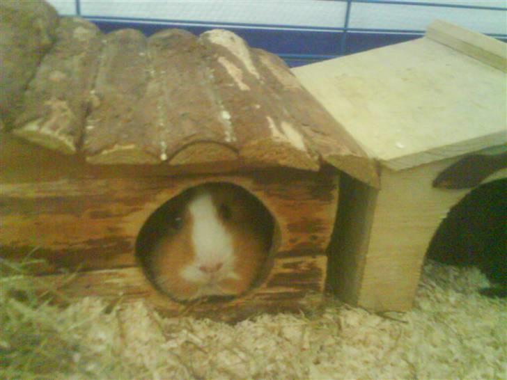 Marsvin Bims Junior X billede 9