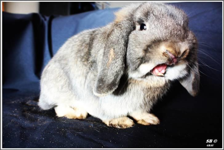 Kanin Juulgaardens | Gray - Dræber kanin! Haha :) billede 7