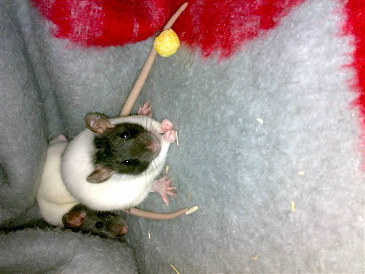 Tamrotte nutte billede 5