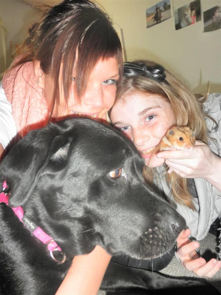 Hamster Balou - R.I.P † - nr. 1 |  Hejsa Velkommen til min Profil <333  billede 1