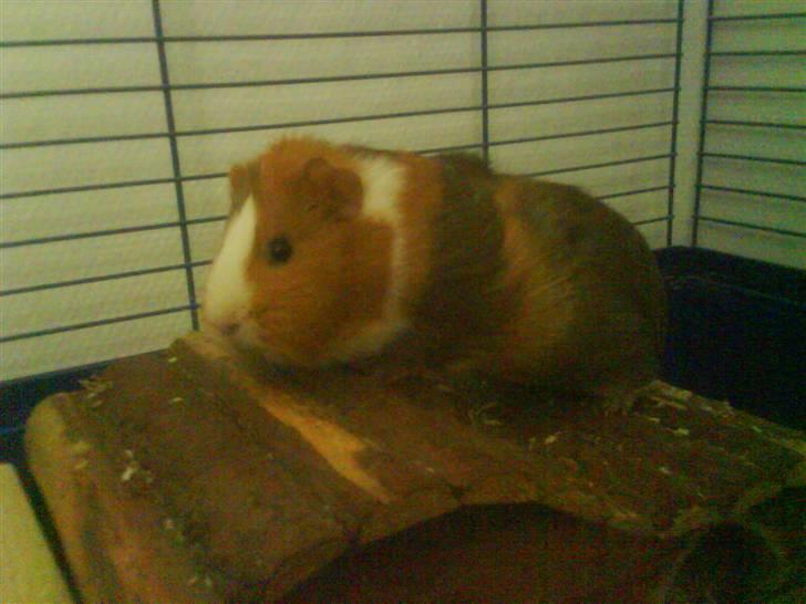 Marsvin Bims Junior X billede 10