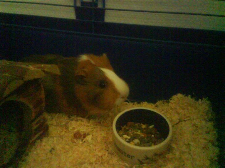 Marsvin Bims Junior X billede 11