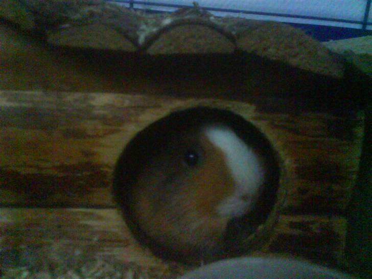 Marsvin Bims Junior X billede 12