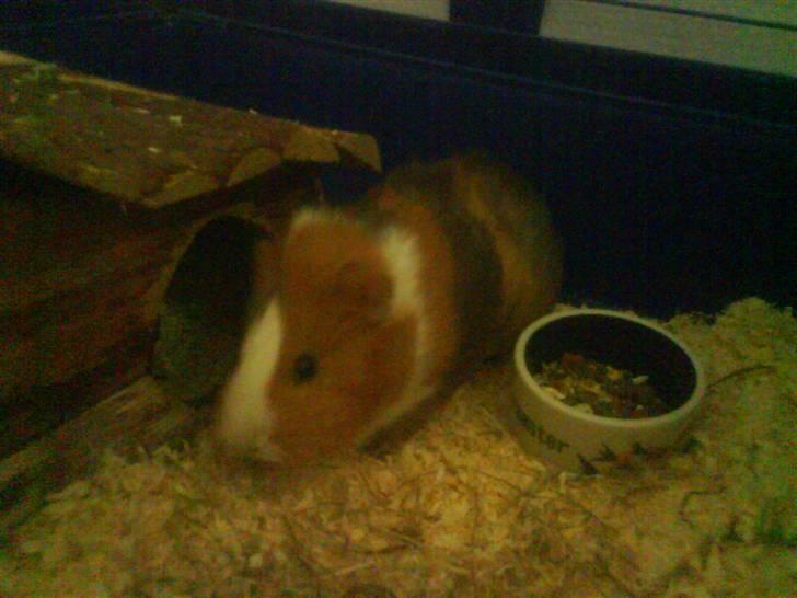 Marsvin Bims Junior X billede 13