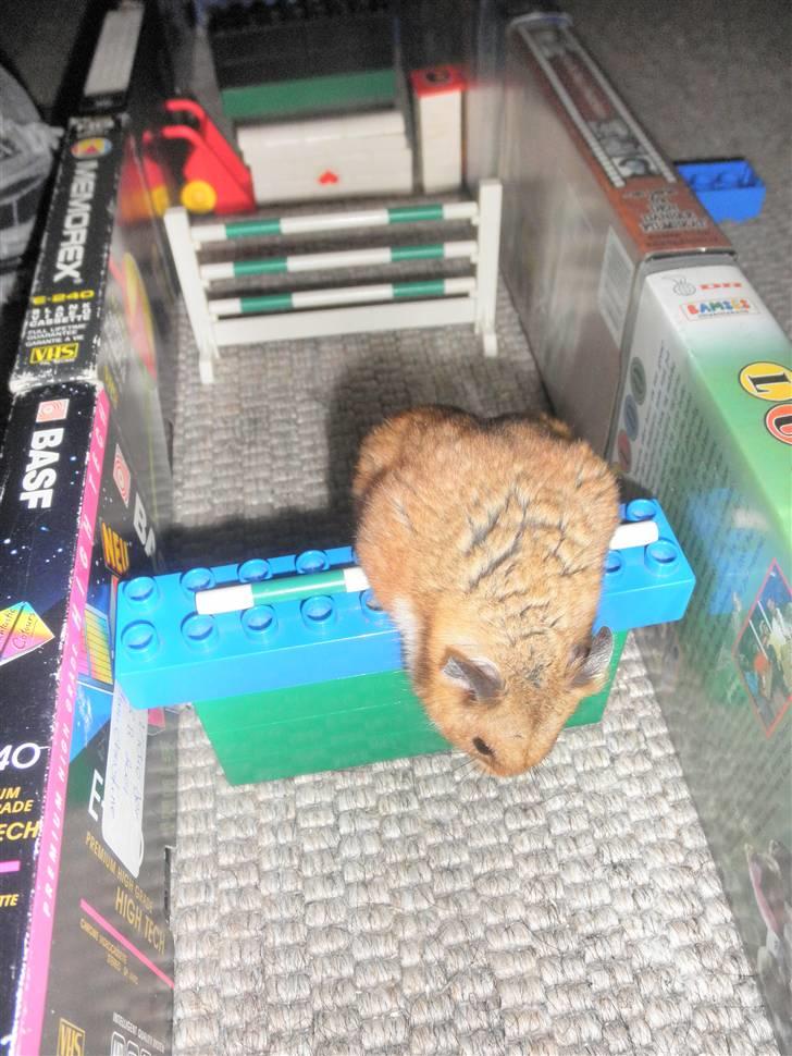 Hamster Balou - R.I.P † - nr. 2  |  Jeg springer ;) 9 cm ;) billede 2