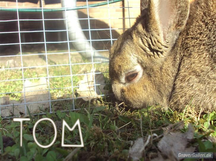 Kanin - Tom. :) - Nej, græs Ö billede 1