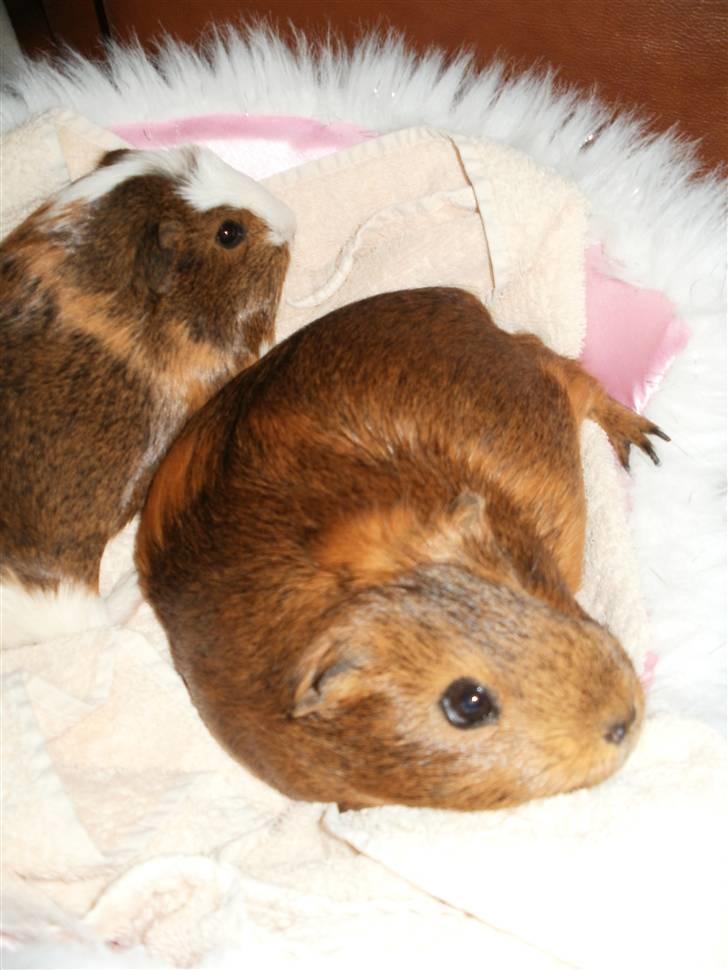 Marsvin fiebbe - fiebbe og mille i deres kurv billede 1