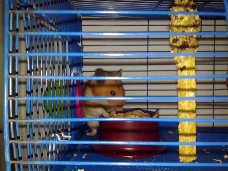 Hamster Balou - R.I.P † - nr. 3  |  Mad <3  billede 3