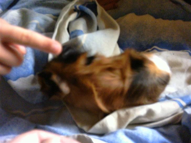 Marsvin Futte " rosella" R.I.P billede 1