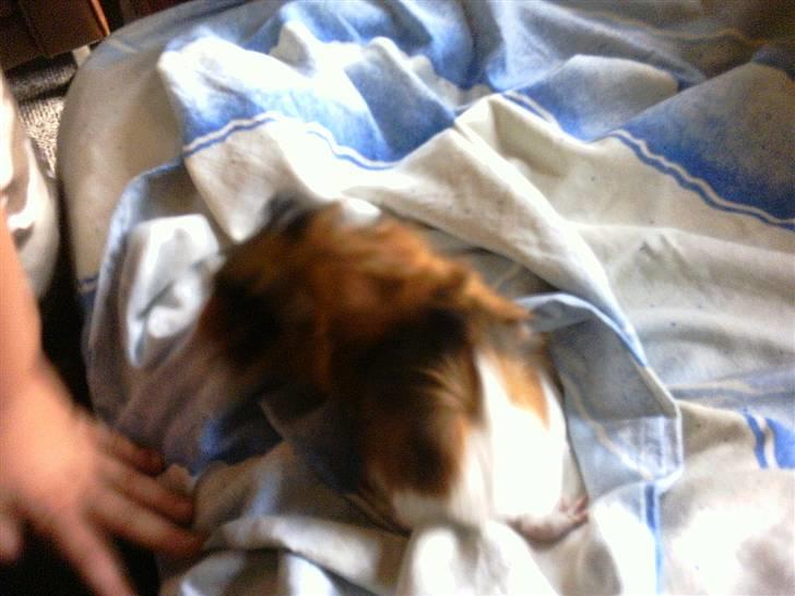 Marsvin Futte " rosella" R.I.P billede 2