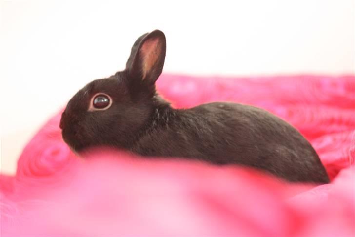 Kanin Zuma - Velkommen til Zuma´s profil billede 1