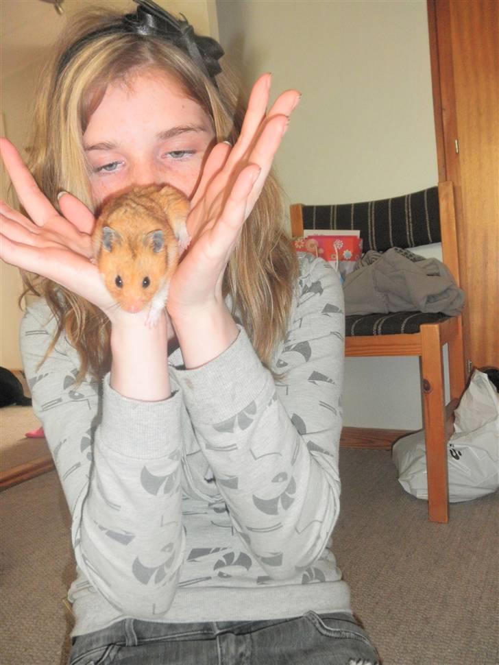 Hamster Balou - R.I.P † - Nr. 5 | Ejj Balou for din røv i hovedt billede 5