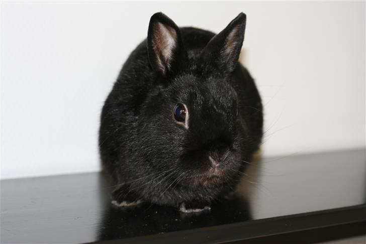 Kanin Zuma - En lille hylde-kanin billede 2