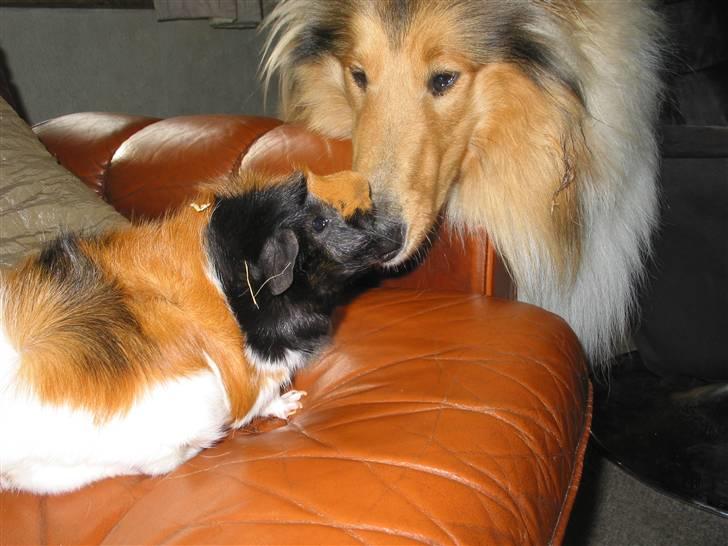 Marsvin Futte " rosella" R.I.P billede 3