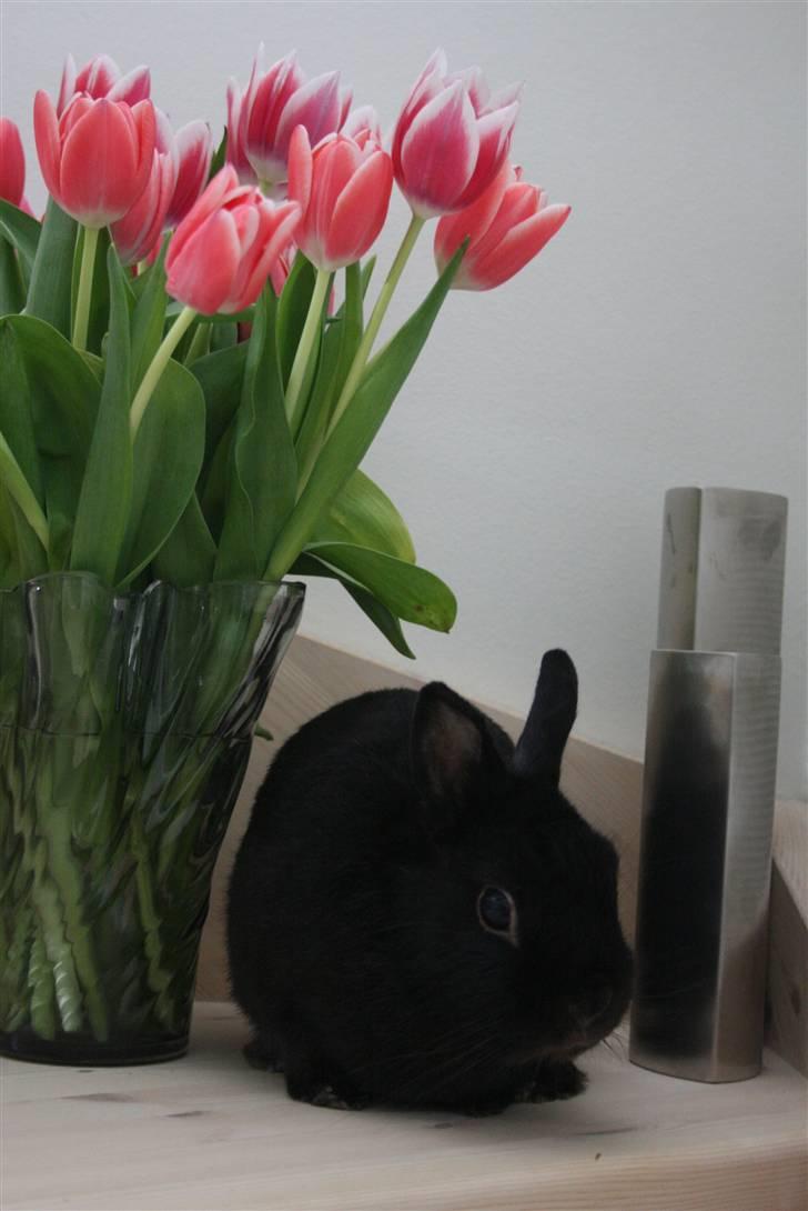 Kanin Zuma - Sat op til påske-foto :-) billede 3