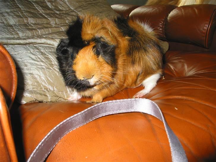 Marsvin Futte " rosella" R.I.P billede 4