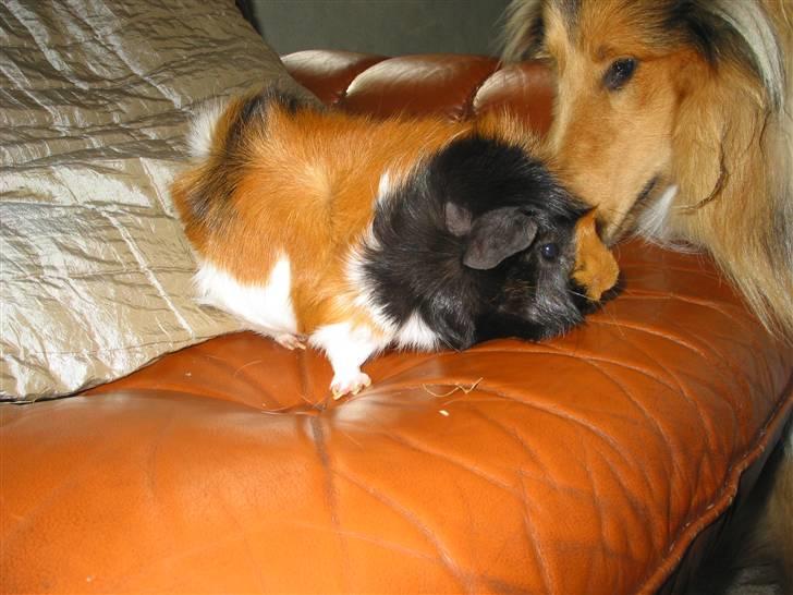 Marsvin Futte " rosella" R.I.P billede 5