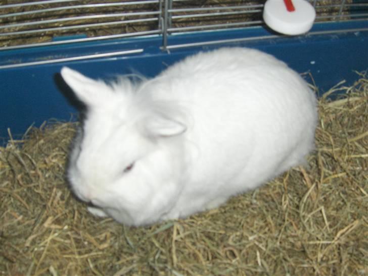 Kanin Hr. Vimse billede 1