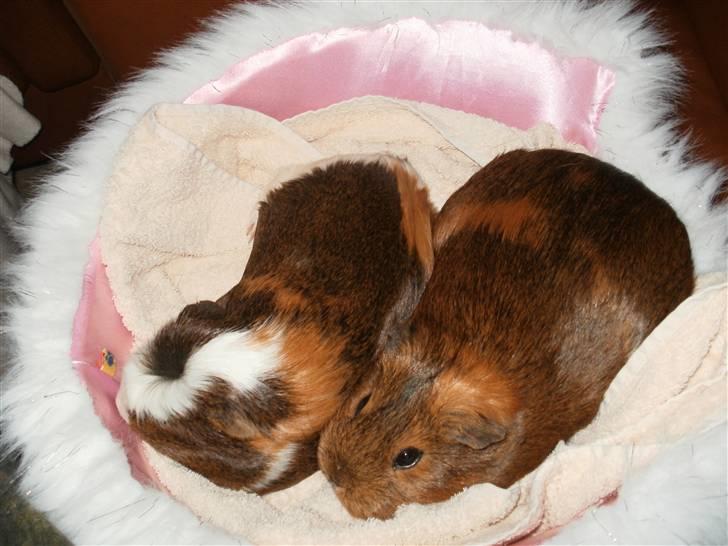 Marsvin fiebbe - fiebbe og mille i dereds kurv billede 2