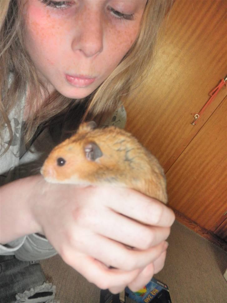 Hamster Balou - R.I.P † - Nr. 7  | Ta´ ik af migh billede 7