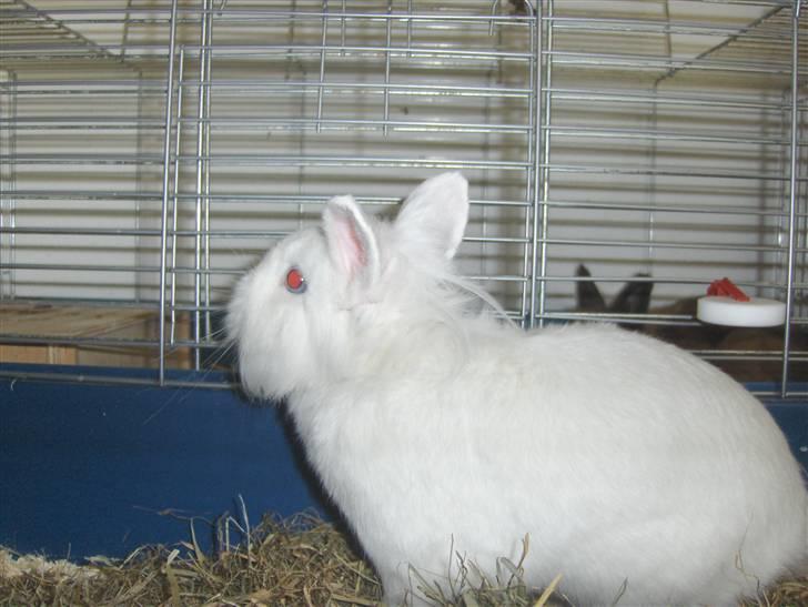 Kanin Hr. Vimse billede 2