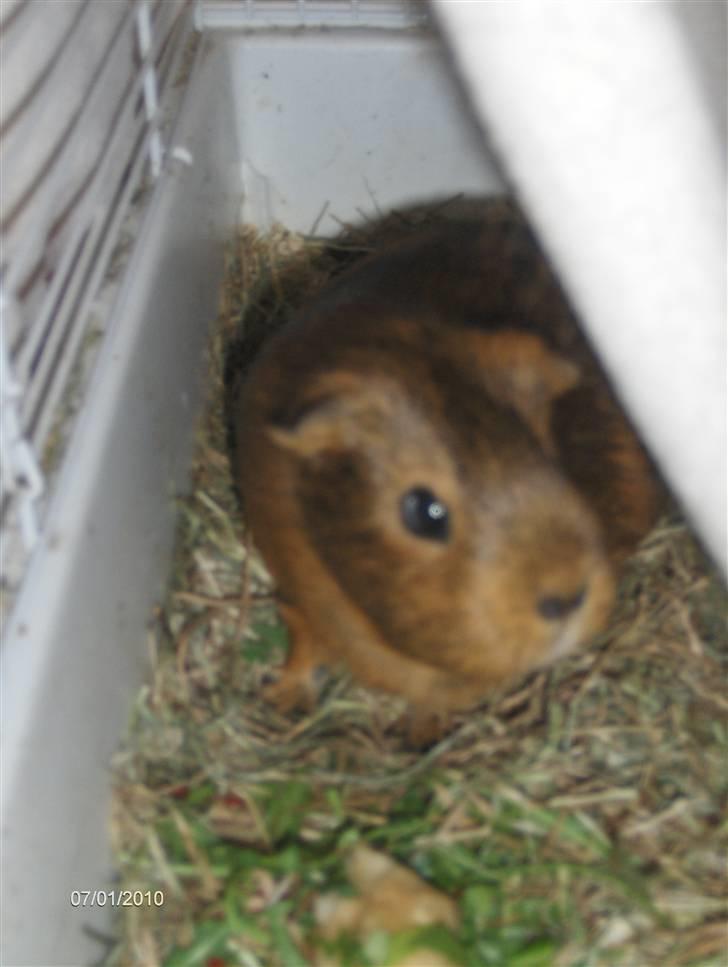 Marsvin fiebbe - fiebbe billede 3