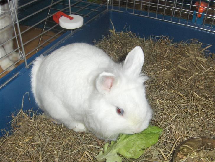 Kanin Hr. Vimse billede 3
