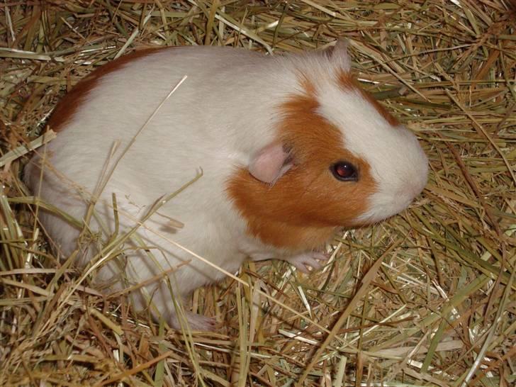 Marsvin Putte R.I.P :'( billede 1