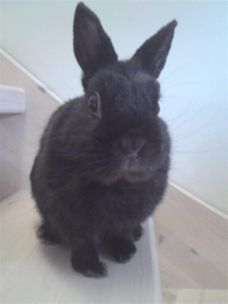 Kanin Zuma - Hvad laver du? billede 5