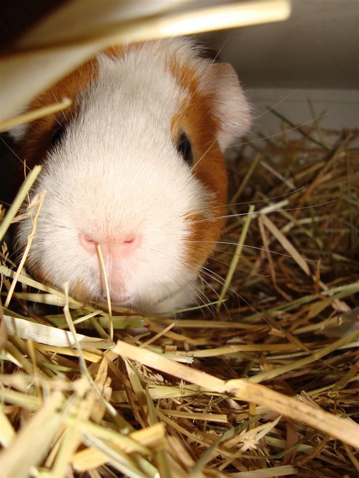 Marsvin Putte R.I.P :'( billede 2