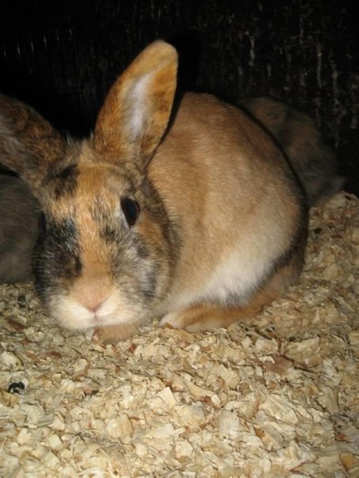 Kanin Snuske billede 1