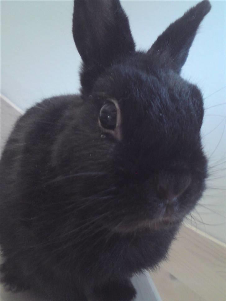 Kanin Zuma - Min lille basse billede 6