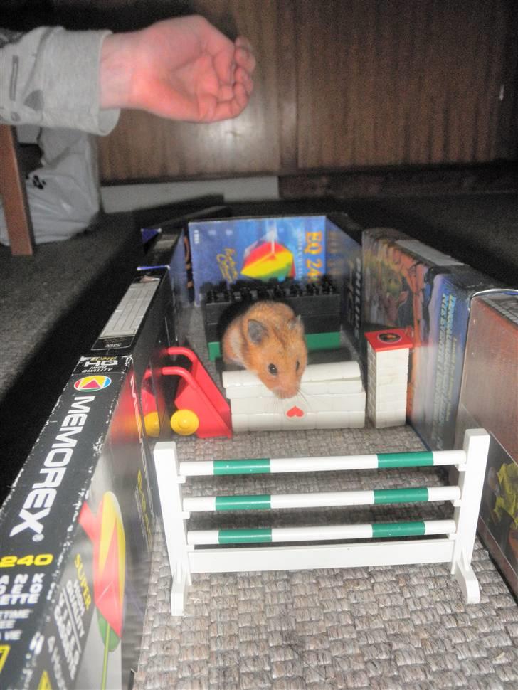 Hamster Balou - R.I.P † - Nr. 8 | Spring <33 Balou du er fantastisk spring hamster XD billede 8