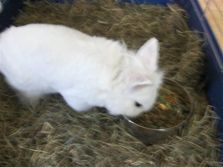 Kanin Hr. Vimse billede 4