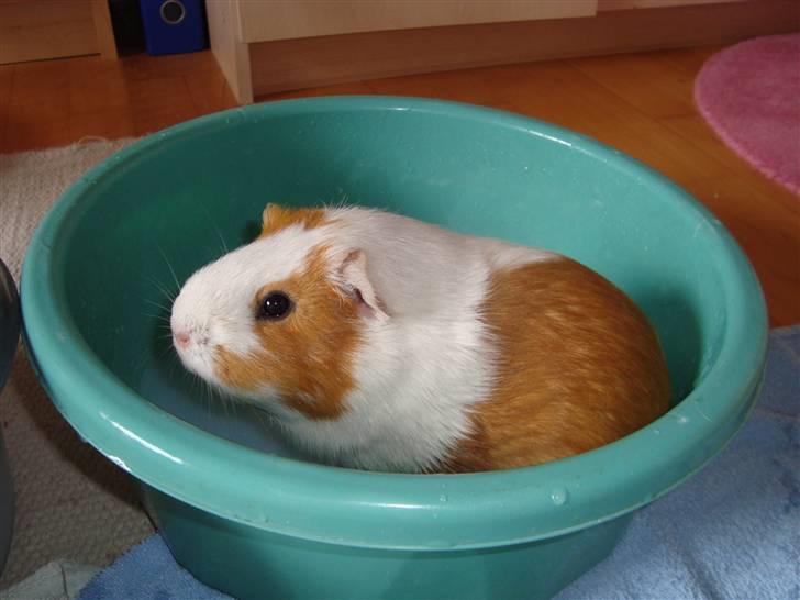 Marsvin Putte R.I.P :'( billede 3