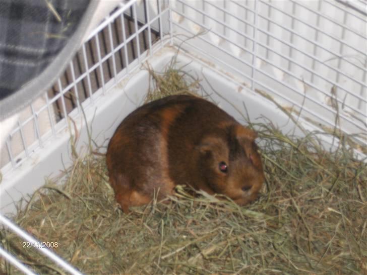 Marsvin fiebbe - fiebbe der hygger billede 4