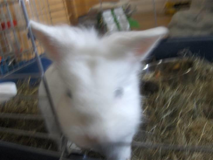 Kanin Hr. Vimse billede 5