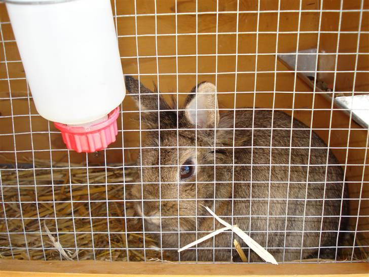 Kanin Hinata - Velkommen til Hinatas profil :)  billede 1