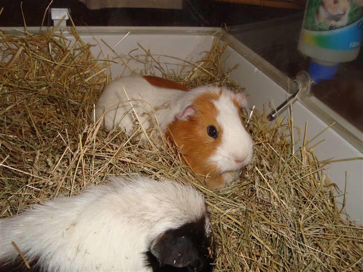 Marsvin Putte R.I.P :'( billede 4