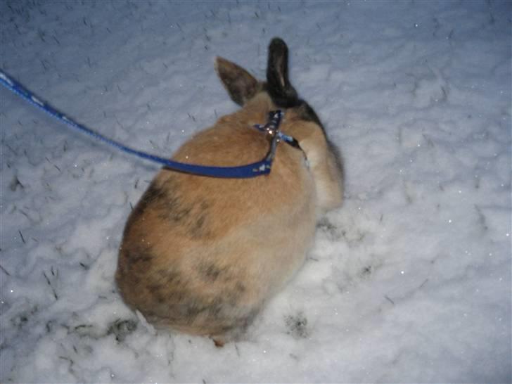 Kanin Snuske billede 3