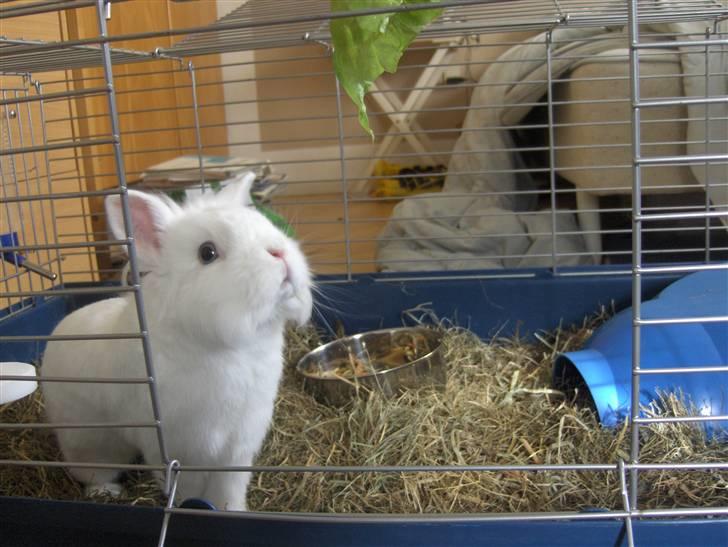 Kanin Hr. Vimse billede 6