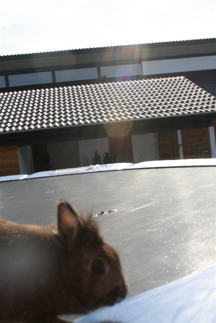 Kanin Hinata - Så stikker hun lige hovedet ind! xD billede 4