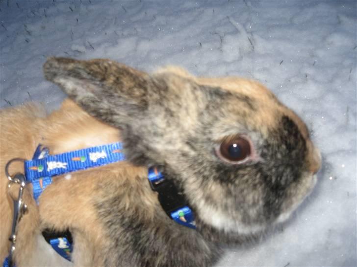 Kanin Snuske billede 4
