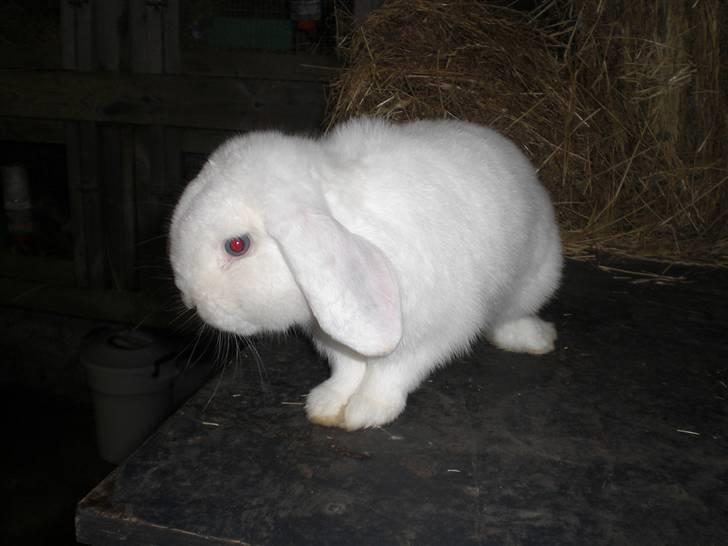 Kanin basse billede 1