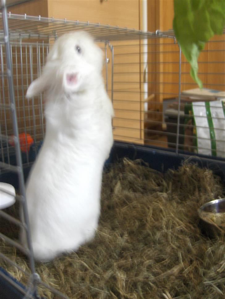 Kanin Hr. Vimse billede 7