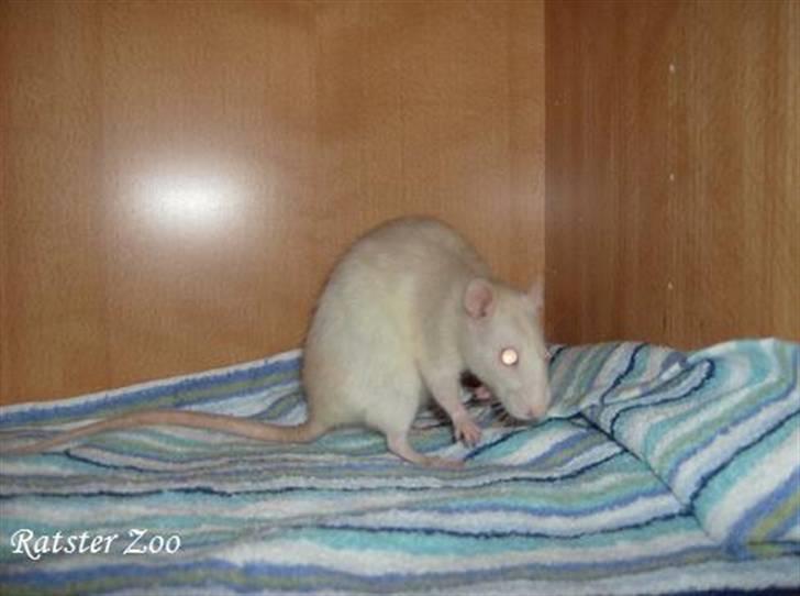 Tamrotte Ratster Zoos Angelica*RIP* - Taget af mig billede 1