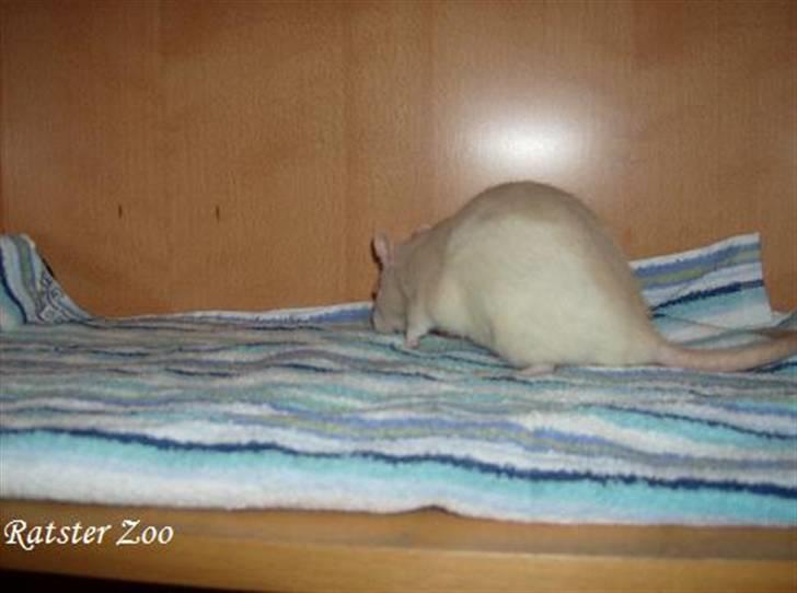 Tamrotte Ratster Zoos Angelica*RIP* - Taget af mig billede 2