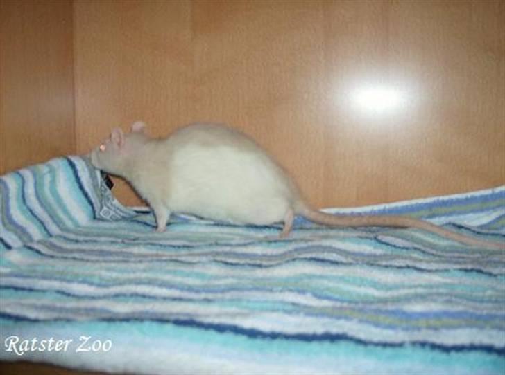 Tamrotte Ratster Zoos Angelica*RIP* - Taget af mig billede 3