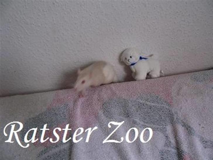 Tamrotte Ratster Zoos Angelica*RIP* - Taget af mig billede 4