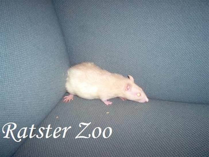 Tamrotte Ratster Zoos Angelica*RIP* - Taget af mig billede 5
